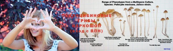 твердый Арсеньев